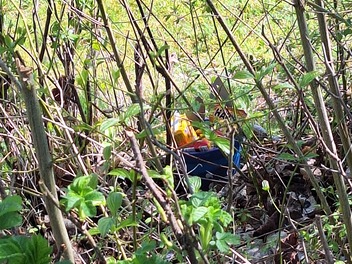 Ein Osternest in einem Busch